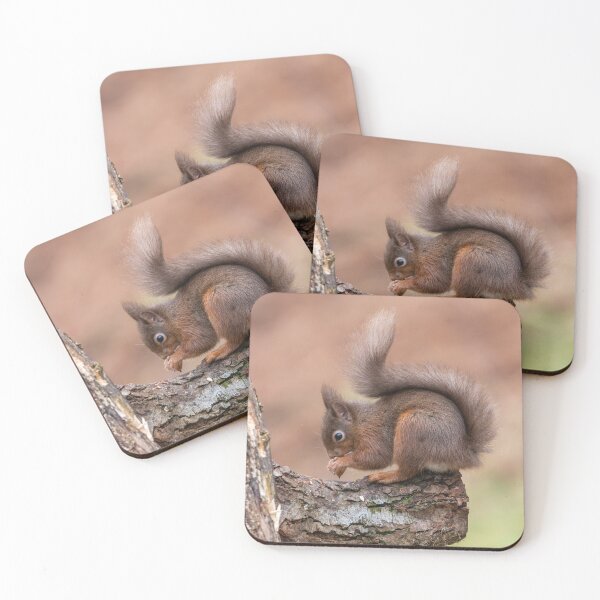 Item preview, Red Squirrel eating on tree branch English Lake District  designed and sold by Ospreychild.