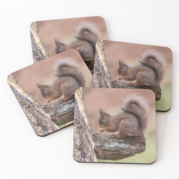 Item preview, Red Squirrel eating on a tree branch  designed and sold by Ospreychild.