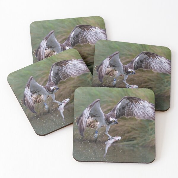 Item preview, Osprey successfully catching a fish  designed and sold by Ospreychild.