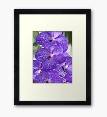 orchid Framed Print