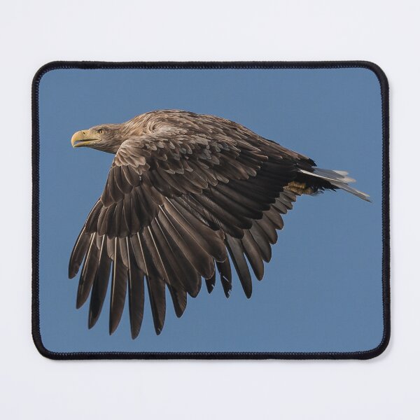 Item preview, White Tailed Eagle Loch Na Keal Isle of Mull Scotland designed and sold by Ospreychild.