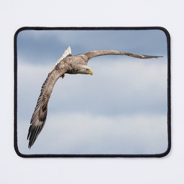 Item preview, White Tailed Eagle Loch Na Keal Isle of Mull Scotland designed and sold by Ospreychild.