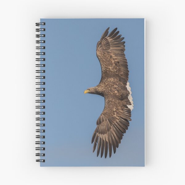 Item preview, White Tailed Eagle Loch Na Keal Isle of Mull  designed and sold by Ospreychild.