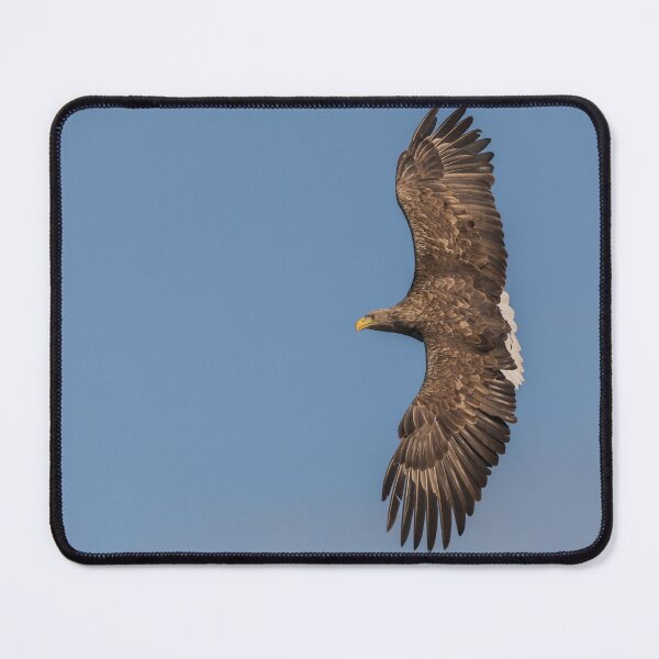 Item preview, White Tailed Eagle Loch Na Keal Isle of Mull  designed and sold by Ospreychild.