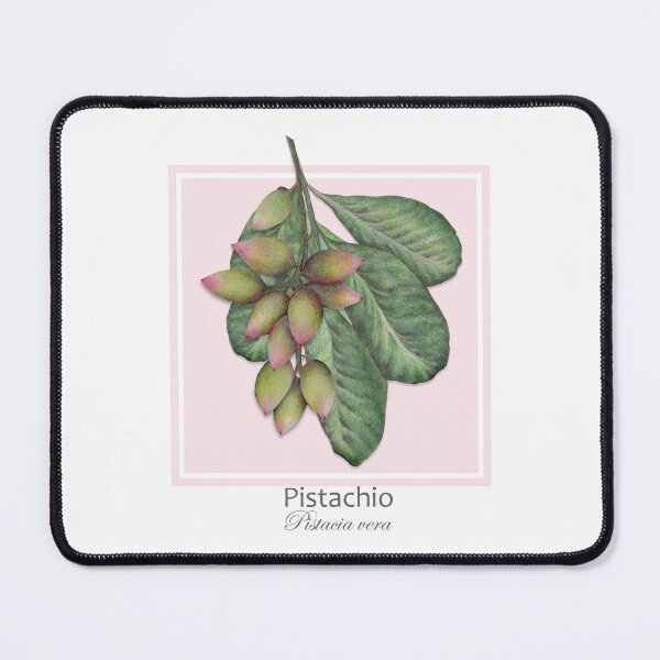 Item preview, Pistachio (Pistacia vera) designed and sold by Art_By_Wing.