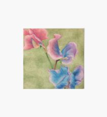 Watercolor Sweet Pea Art Board