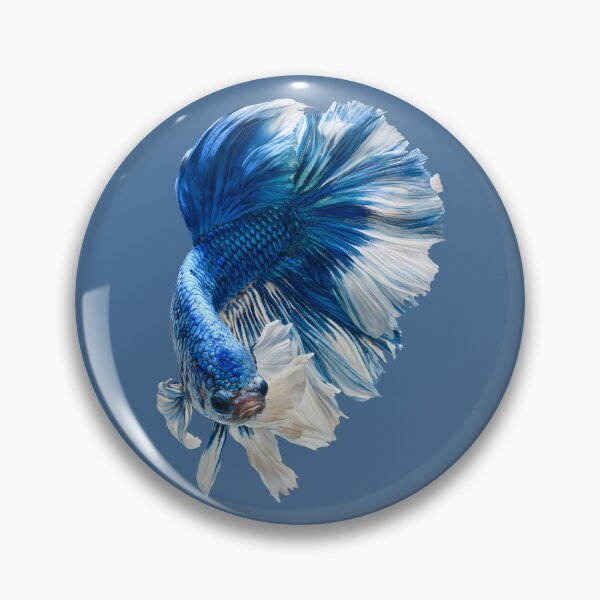 Item preview, Royal Blue & White Betta Siamese Fighting Fish, Blue White Veiltail / Halfmoon / Butterfly / designed and sold by meganohm.