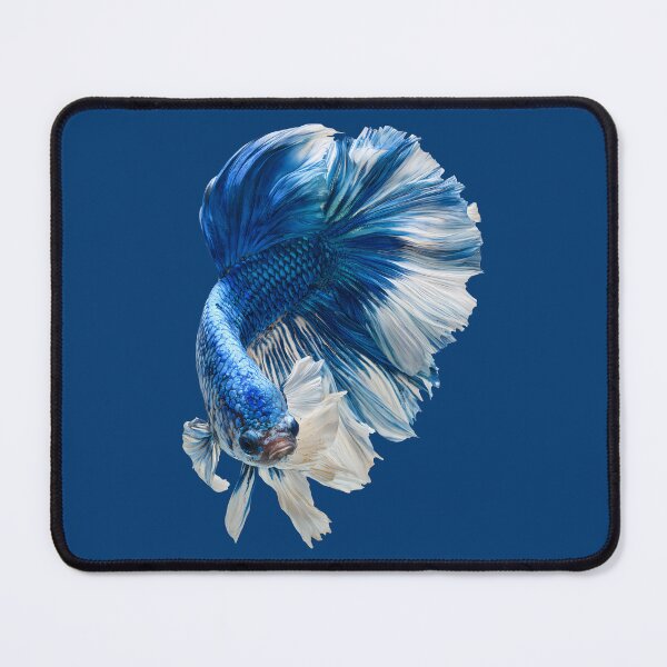 Item preview, Royal Blue & White Betta Siamese Fighting Fish, Blue White Veiltail / Halfmoon / Butterfly / designed and sold by meganohm.