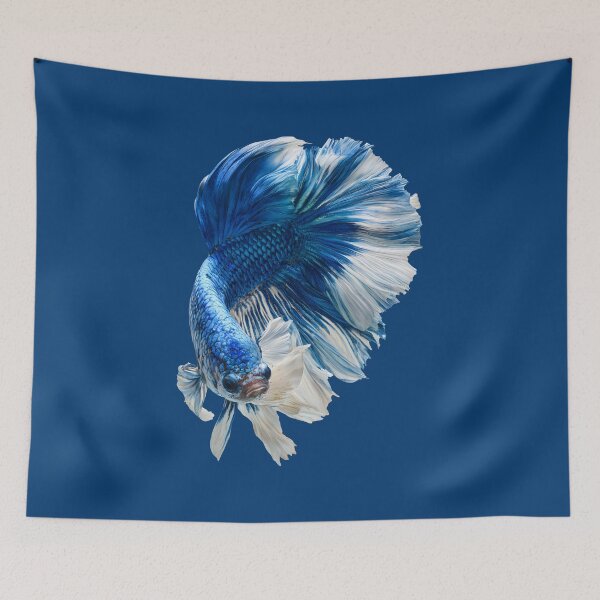 Item preview, Royal Blue & White Betta Siamese Fighting Fish, Blue White Veiltail / Halfmoon / Butterfly / designed and sold by meganohm.