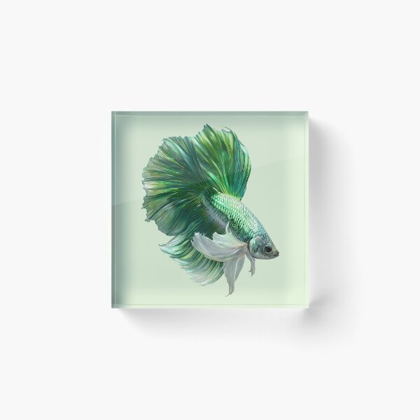 Item preview, Emerald Green Betta Siamese Fighting Fish with Flowing White Fins Halfmoon designed and sold by meganohm.