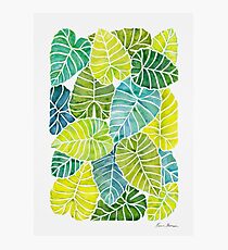Tropical Leaves Alocasia Elephant Ear Plant Photographic Print