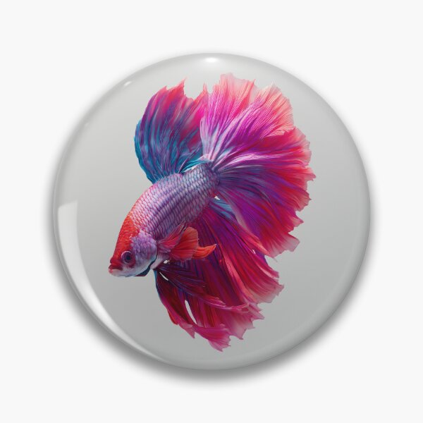 Item preview, Crimson Orchid Betta Siamese Fighting Fish with Flowing Red and Purple Fins designed and sold by meganohm.