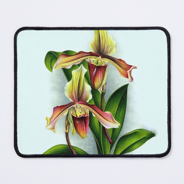 Item preview, Cypripedium x Haumonti designed and sold by NightRaida.