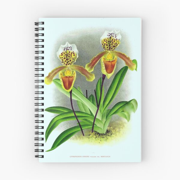 Item preview, Cypripedium insigne designed and sold by NightRaida.
