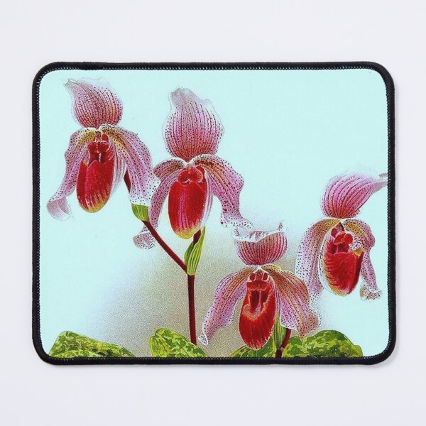 Item preview, Cypripedium x Lawrenceo-Regnieri bleu designed and sold by NightRaida.
