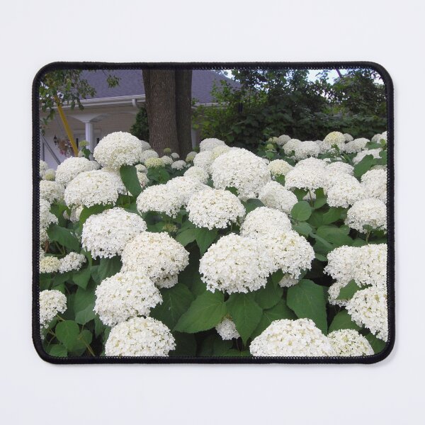 Item preview, White Hydrangea Landscape designed and sold by vanessaNotes.