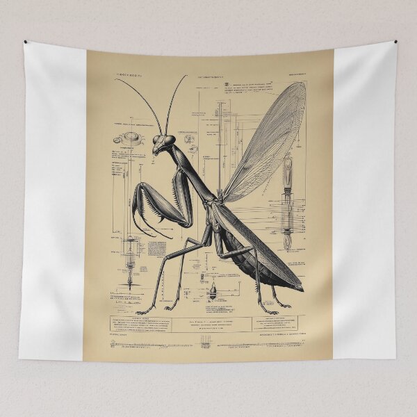 Item preview, Mantid Blueprint with Measurements designed and sold by lautir.