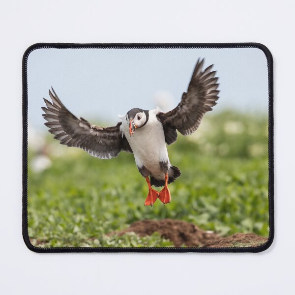 Item preview, Puffin landing - Northumberland Coast designed and sold by Ospreychild.