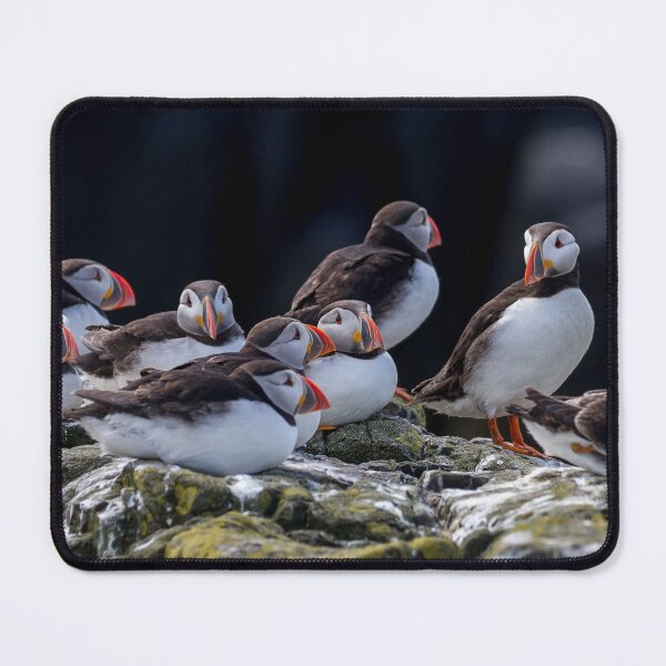 Item preview, A Colony of Puffins - Inner Hebrides Scotland  designed and sold by Ospreychild.