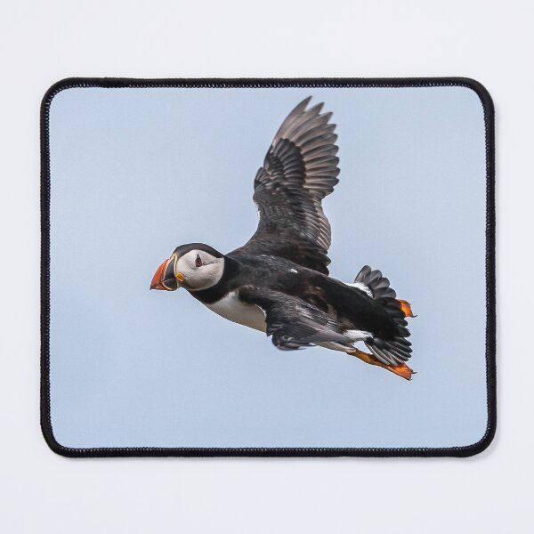 Item preview, Puffin in flight - Inner Hebrides Scotland  designed and sold by Ospreychild.