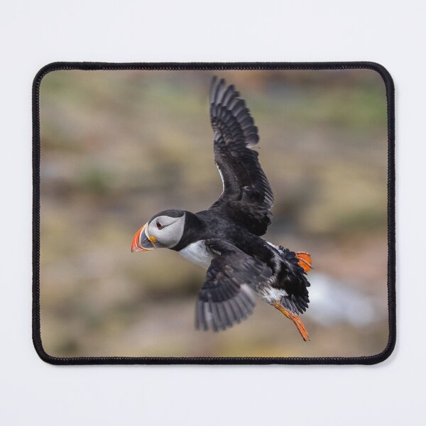 Item preview, Puffin in Flight - Inner Hebrides Scotland  designed and sold by Ospreychild.