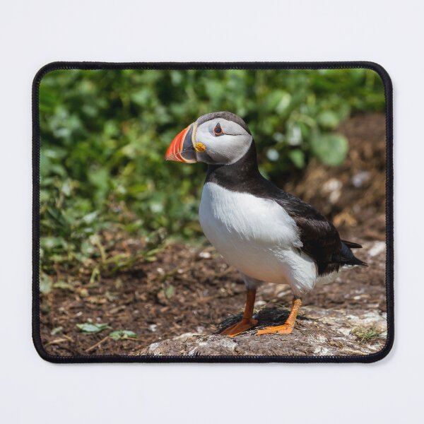 Item preview, Puffin - Northumberland Coast designed and sold by Ospreychild.