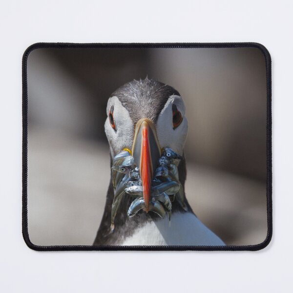 Item preview, Puffin Feeding - Northumberland Coast designed and sold by Ospreychild.