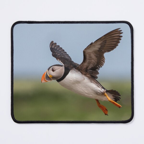 Item preview, Puffin in flight - Northumberland Coast designed and sold by Ospreychild.