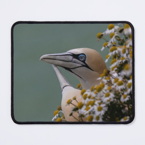 Item preview, Gannets courtship "dance" where pairs engage in bill-fencing designed and sold by Ospreychild.