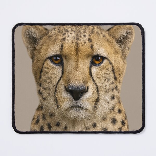 Item preview, Cheetah Wildface Artwork – Realistic Wildlife Portrait designed and sold by BROHLine Studio.