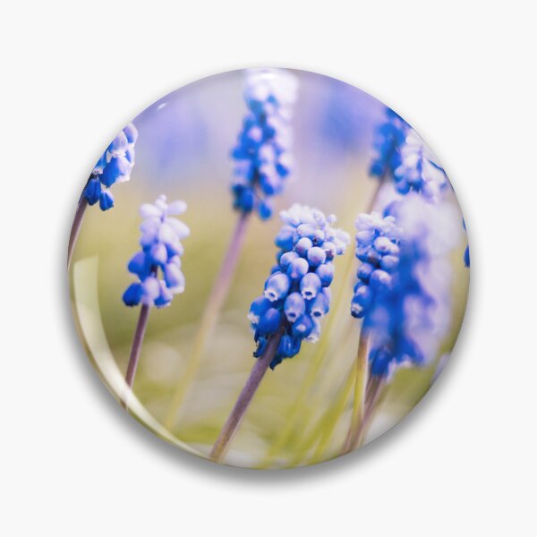 Item preview, Blue Grape Hyacinths in Soft Spring Light designed and sold by alicjamiekina.