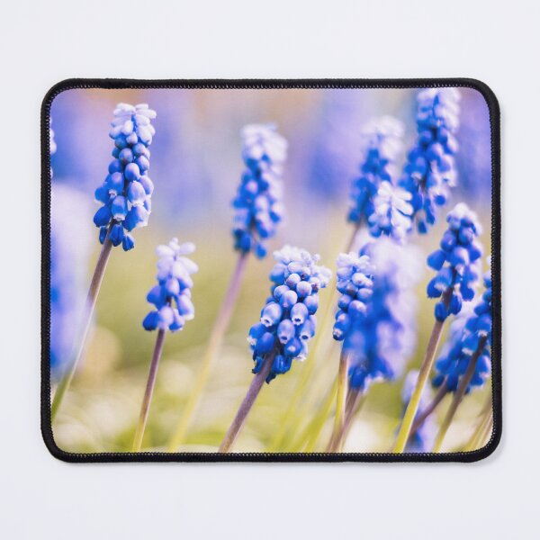 Item preview, Blue Grape Hyacinths in Soft Spring Light designed and sold by alicjamiekina.
