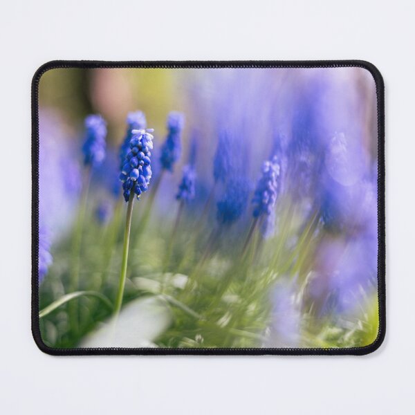 Item preview, Dreamy Blue Grape Hyacinths in Spring Light designed and sold by alicjamiekina.