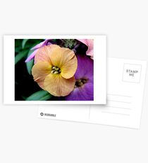 Yellow Wallflower Postcards