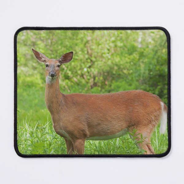 Item preview, Female whitetail deer in a field designed and sold by Production Art Manon Meilleur.