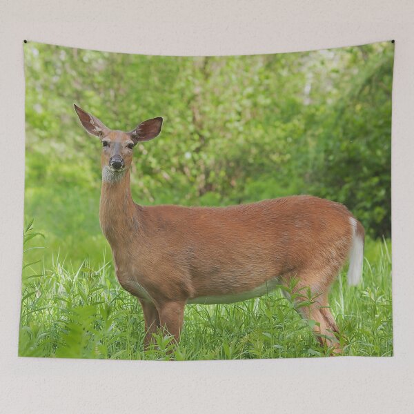 Item preview, Female whitetail deer in a field designed and sold by Production Art Manon Meilleur.