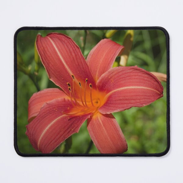 Item preview, Daylily flower from my garden designed and sold by Production Art Manon Meilleur.