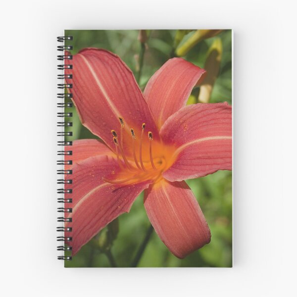 Item preview, Daylily flower from my garden designed and sold by Production Art Manon Meilleur.