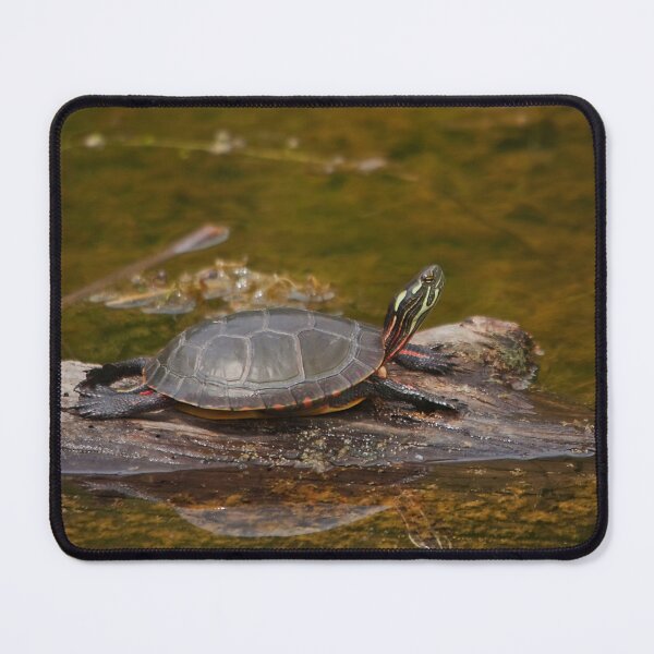 Item preview, A turtle in a swamp designed and sold by Production Art Manon Meilleur.