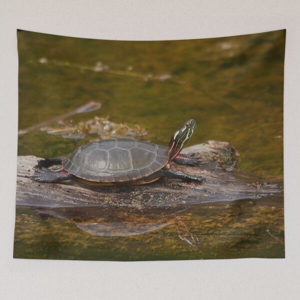 Item preview, A turtle in a swamp designed and sold by Production Art Manon Meilleur.