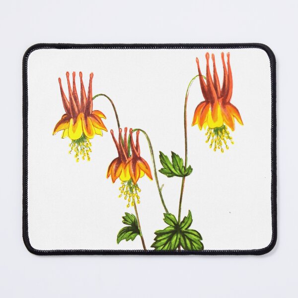 Item preview, Vintage Botanical Print: Aquilegia Canadensis from The Floral world and garden guide (1878) designed and sold by Douglas E. Welch Design and Photography.