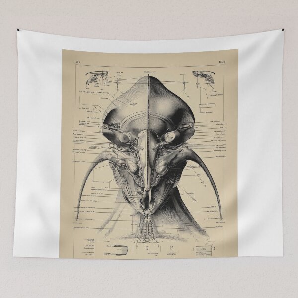 Item preview, Detailed alien Anatomy Diagram designed and sold by lautir.