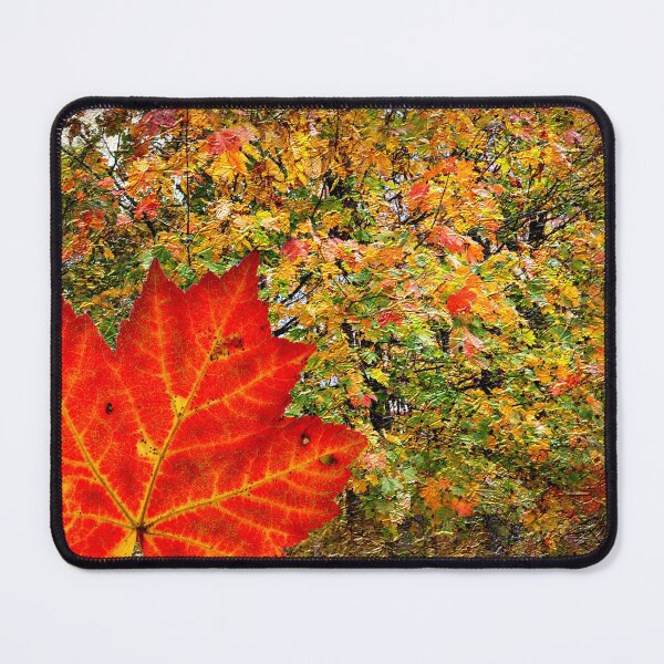 Item preview, Autumn Leaf In Front of Changing Leaves  designed and sold by BostonArcImage.