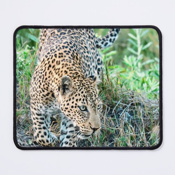 Item preview, Leopard On The Move In Okavango Light designed and sold by DavideAntoniani.