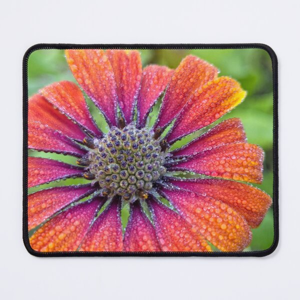 Item preview, Morning Dew designed and sold by Betsy Phillips.