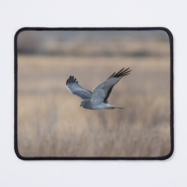 Item preview, Northern Harrier Hunting in the High Desert designed and sold by Tahoe Trail Guide.
