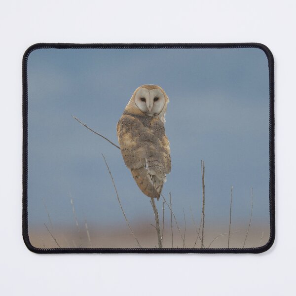 Item preview, Inquisitive Barn Owl designed and sold by Tahoe Trail Guide.