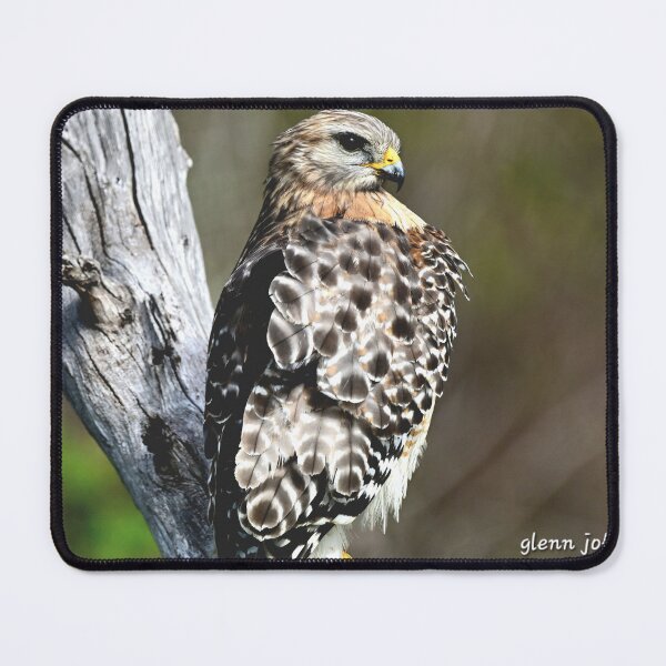 Item preview, Red Shouldered Hawk perched  designed and sold by Glennphotos.