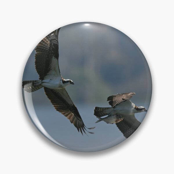 Item preview, Osprey chase  designed and sold by Glennphotos.