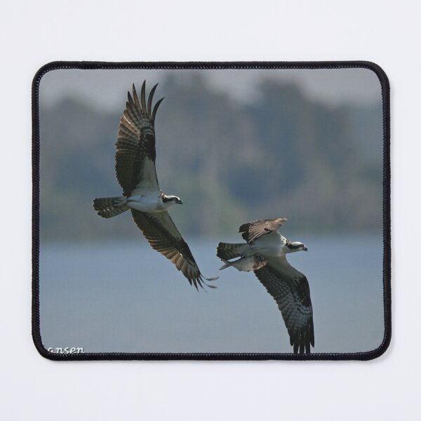 Item preview, Osprey chase designed and sold by Glennphotos.
